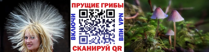 Купить где  Туран  Галлюциногенные грибы Magic Shrooms 
